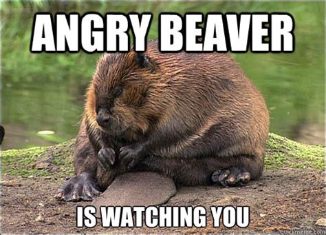 Angry beaver delays traffic, roams around Miramichi