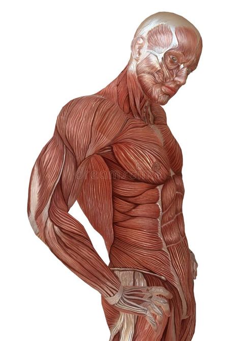 Male Body without Skin, Anatomy and Muscles 3d Illustration Isolated on White Stock Illustration ...