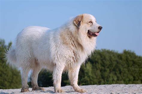 Meet the Great Pyrenees!