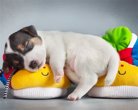 Cute Puppy Sleeping 1280 x 1024 Wallpaper