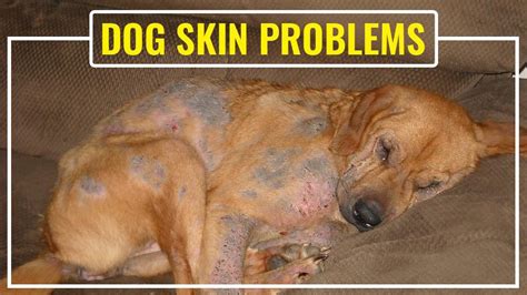 Complete Guide And Solutions To Common Dog Skin Problems - Petmoo