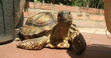 Chaco Tortoise | The Animal Facts | Appearance, Diet, Habitat, Lifespan