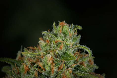 Green Crack Strain | Sativa Strain | Lightshade