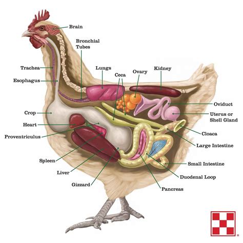 Related image | Chicken anatomy, Chickens backyard, Keeping chickens