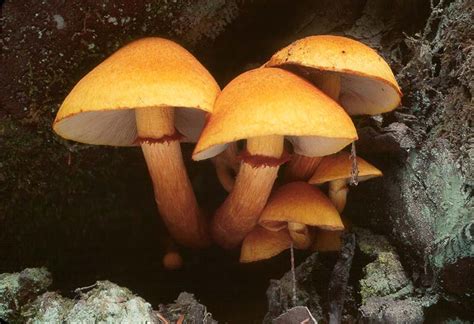 Gymnopilus spectabilis group