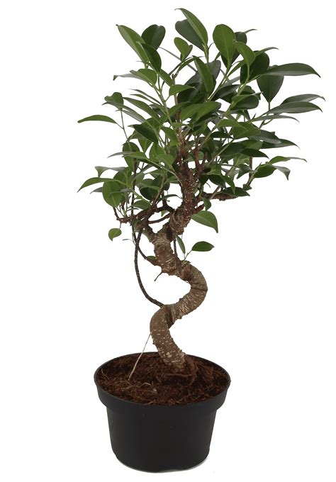 Costa Farms Live Indoor 16in. Tall Green 4yr. Old Bonsai Tree, Indirect Sunlight, in 6in. Grower ...