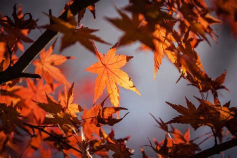 Autumnal Equinox 2019: The First Day of Fall | Facts, Folklore & More | The Old Farmer's Almanac