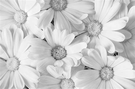 White flowers background | Nature Stock Photos ~ Creative Market