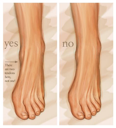 Human Anatomy for the Artist: The Dorsal Foot: How Do I Love Thee? Let Me Count Your Tendons