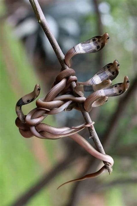 🔥 Tangled Baby Cobras : r/NatureIsFuckingLit