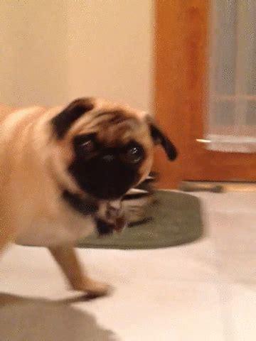 pug Archives - Reaction GIFs
