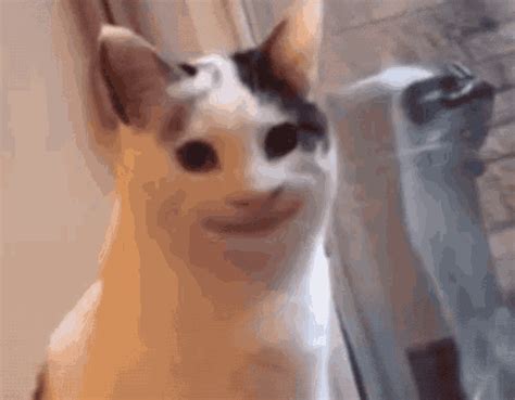 Creepy Cat Cat Smile GIF - Creepy Cat Cat Smile Smiling Cat - Discover & Share GIFs