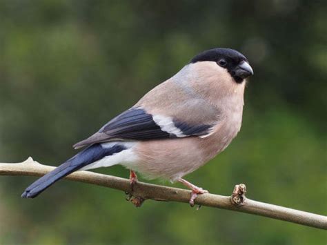 Male and female Eurasian bullfinch (Pyrrhula... - Rhamphotheca