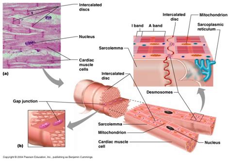 intercalated discs between heart myocytes have - ModernHeal.com