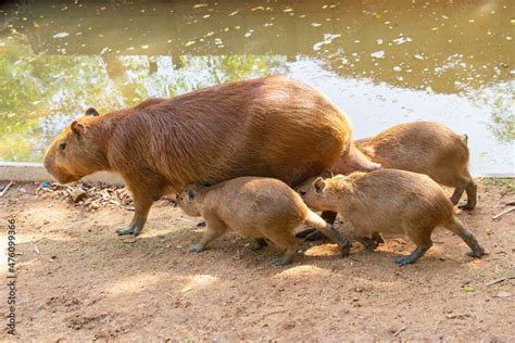 Cute face capybara mammal animal portrait close up (Hydrochoerus hydrochaeris) Portrait of a ...