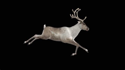 Reindeer - 05 - Run Loop - Side View - Alpha Channel - Realistic 3D ...