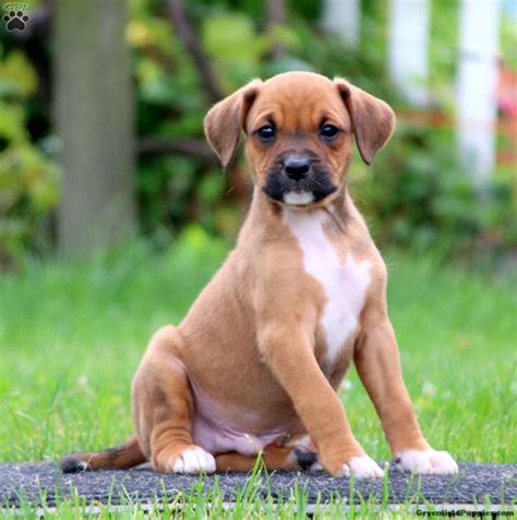 German Shepherd Boxer Pit Mix Puppies