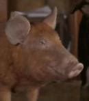 Squealer Voice - Animal Farm (1999) (Movie) - Behind The Voice Actors