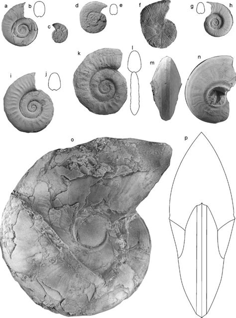 Ammonoids from Permian and H. triviale-O. commune zones of East... | Download Scientific Diagram