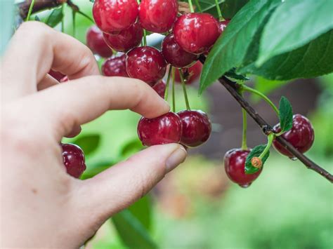 How to Combat Radiologist Cherry-Picking | GE HealthCare (United States)