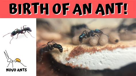 Ant hatching and enclosing - Birth of an ant - Green Headed ant - Ant ...