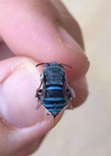 Australian blue bee go viral after people discover they exist - Have you seen one?