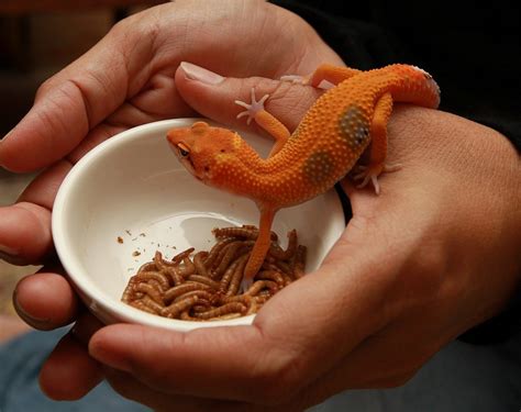 Why is my Leopard Gecko not Eating? 8 Simple Reasons