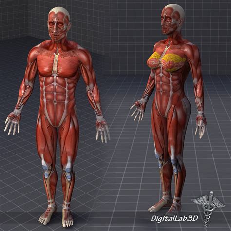 Collection - Human Male and Female Muscular System 3D model | CGTrader