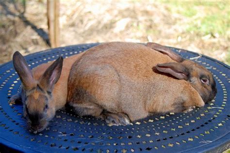 Cinnamon Rabbit Breed Information and Pictures - PetGuide.com | PetGuide