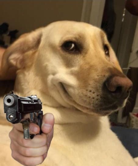 Funny Dogs With Guns