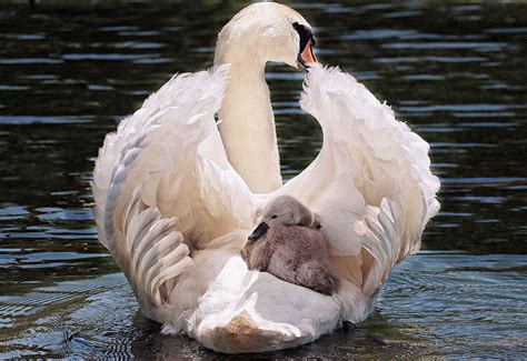 Free Image on Pixabay - Swan, Baby Swan, White, White Swan | Baby swan, Swan, Animals
