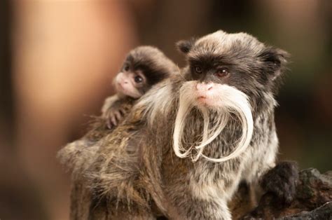 Tamarin Pictures - AZ Animals