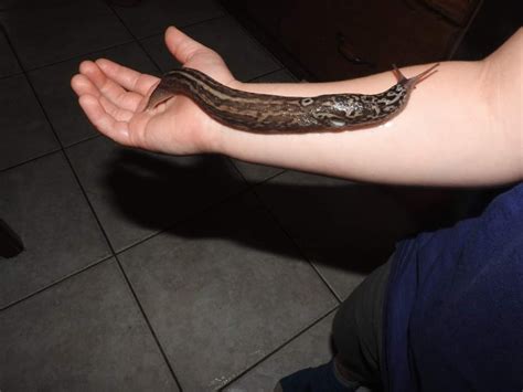 Giant slug found in Harrow 'no risk' says ministry of agriculture | CBC News