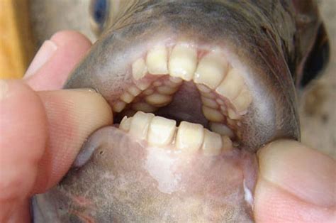 Fish with 'human teeth' found swimming in Michigan lakes | The Independent | The Independent