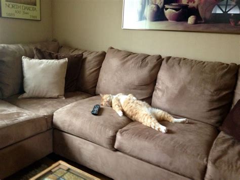 How To Stop Cat Sleeping On Couch at Carlos McCaslin blog