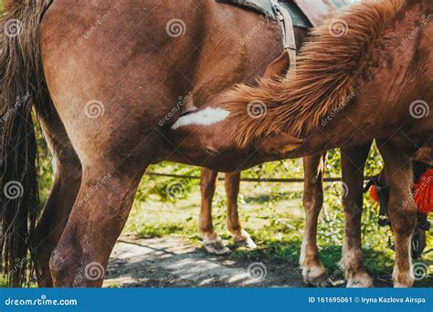 Two Brown Horses Mating in a Sunny Field Stock Image - Image of mane, outdoor: 161695061