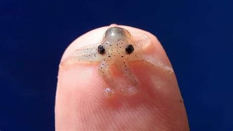 Worlds Smallest Animal Species