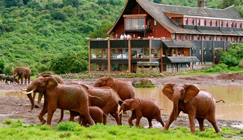 Tree Hotel - Samburu - Mount Kenya/Laikipia Circuit | Lets Go Travel