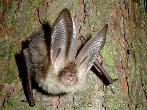 Ozark Big-Eared Bat - Natural History on the Net