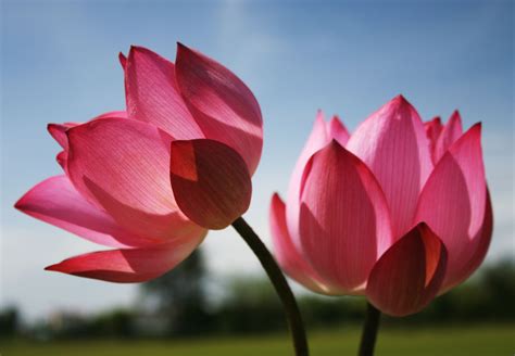 lotus flower images hd wallpaper download - Is Going Crazy Weblogs Pictures Library