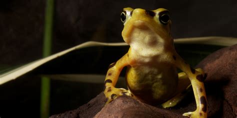 Panamanian golden frog | Smithsonian's National Zoo and Conservation ...