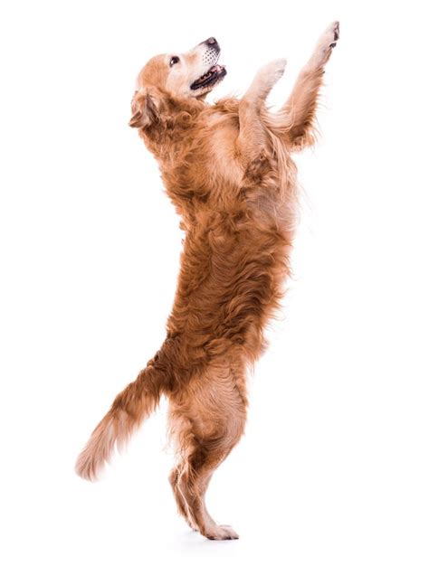 jumping dog isolated on white background | Easiest dogs to train, Jumping dog, Dog training