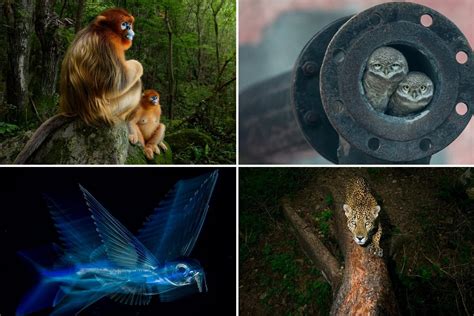 Wildlife Photographer of the Year 2018: Winners announced for the ...