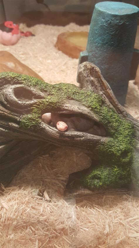 My baby turned 2 yesterday! Happy hatch day! : r/Sneks