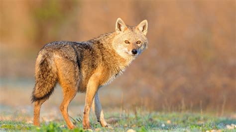 The golden jackal arrives in France - The Limited Times