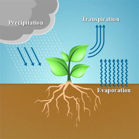 Evapotranspiration - Spruce Support