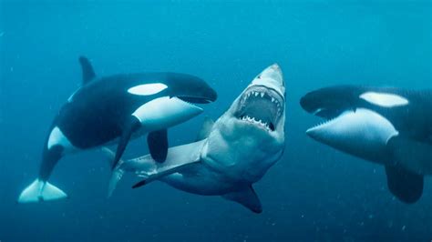 About Orcas And Why They Are Known As Killer Whales - For Scuba Divers