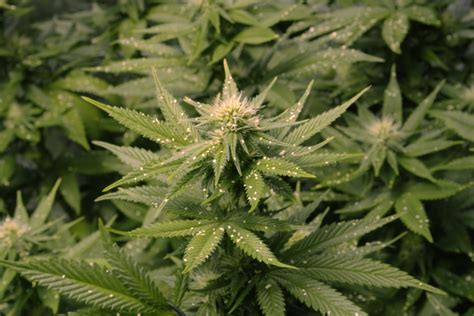 Those Spider Mites on Marijuana Plants