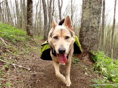 15 Best Dog Breeds for Hiking Buddies - OutwardOn.com