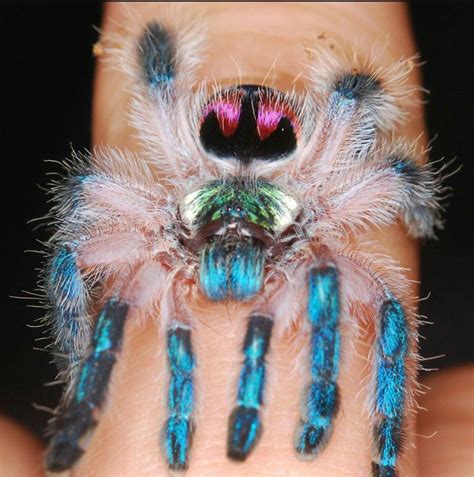 Brazilian Jewel Tarantula / Thespidershop Suppliers Of Arachnids And ...